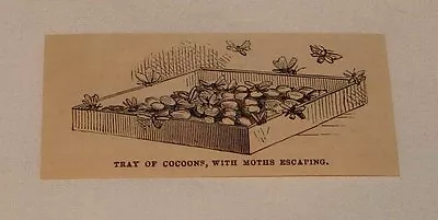 1879 Magazine Engraving ~ TRAY OF COCOONS AND MOTHS ESCAPING • $5.88