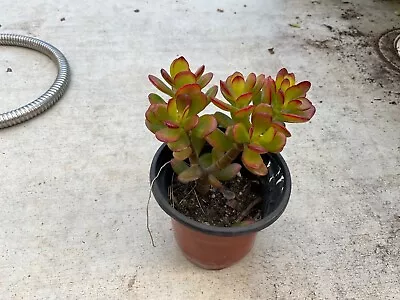 RARE RED  Jade Succulent Crassula Ovata Plant Bare Rooted Bonsai Tree • $10