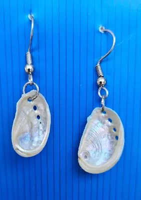 Whole Abalone Seed Shell Earrings Dangle Handmade Nature Stainless Wire • $8