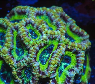 Cornbred's Tokyo Sour Acan - Frag - LIVE CORAL • $99.99