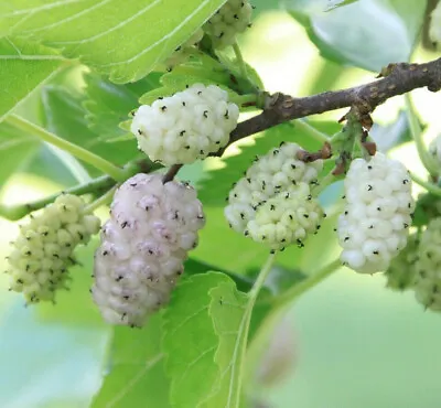 50+ White Mulberry Tree Seeds | Sweet Edible Fruit USA Seller - Free Shipping • $2.95