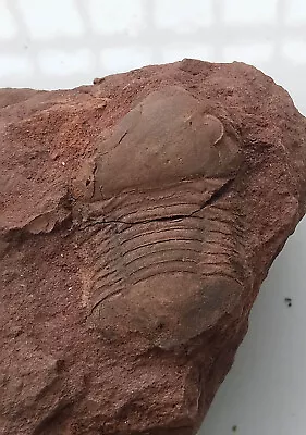 Ordovician Fossil Trilobite Unknownteachingvery Cool. No.j38 • $0.01