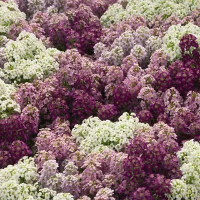 Alyssum (Lobularia Maritima) Wonderland Mulberry Mix- 50 Seeds • $2.29