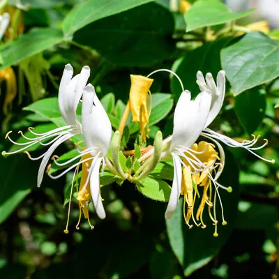 Honeysuckle Lonicera 'Honey Baby' In 2L Pot • £16.99