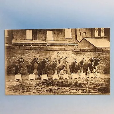 Bristol Postcard C1910 Italian Circus Ponies & Elephant Avon • $20.97