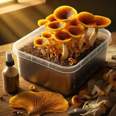 Golden Reishi Mushroom Spawn Grow Kit • £14.95