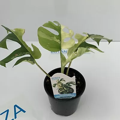 Rhaphidophora Tetrasperma Variegated Albo Mini Monstera ESTABLISHED PLANT • $1