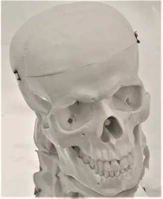 Life Size 3 Parts Med Anatomical Skull Model Student Teacher Human Anatomy New • $39.99