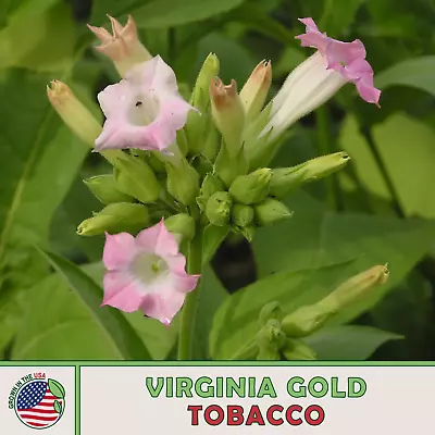 1000 Virginia Gold Tobacco Seeds Heirloom Non-GMO Genuine USA • $3.29