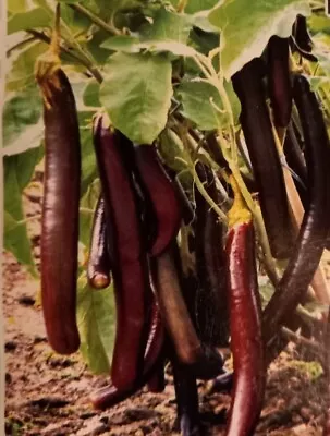 HYBRID Eggplant/Aubergine /long Begun/ Bangladeshi Vegetable 60 Seeds  • £2.75