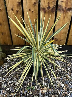 Yucca Filamentosa Color Guard 7.5lt Pot 40cm Tall 40cm Wide. • £45