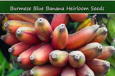 Tropical Seeds -Burmese Blue Banana - Musa Itinerans 5 Seeds • $9.89