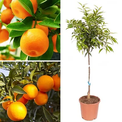 1.2M (4ft) Mandarin Citrus Orange Tree Fruit In 6L Pot Garden Outdoor  • £36.99