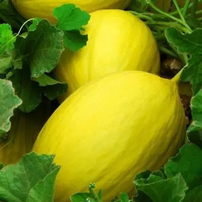 Canary Melon Seeds 25+ Yellow Fruit Cucumis Melo Heirloom NON-GMO FREE SHIPPING • $2.40