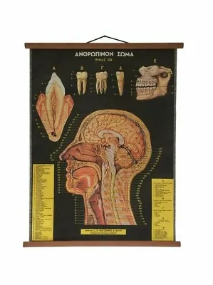 Vintage Head And Teeth Pull Down Chart Anatomy Poster Human Teath Medical Map • $137.85