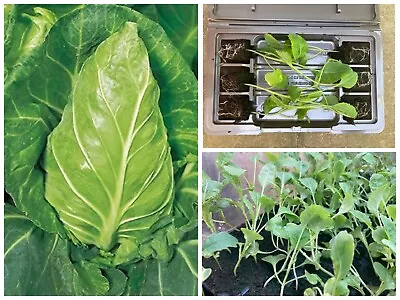 Cabbage Vegetable Plug Plants | Hispi Greyhound | Available Now • £4.99