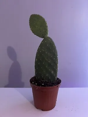 £6 • Buy Opuntia Cactus Prickly Pear In A 8cm Pot - Indoor Cactus Plant