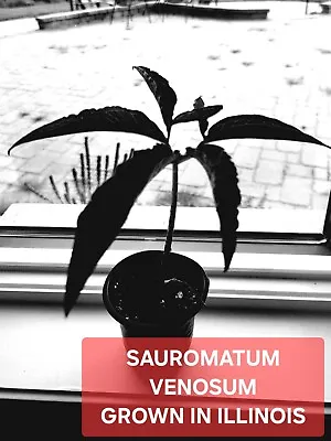 WHOLESALE FOR RESALE LOT 10x Sauromatum Venosum POTTED Bulb Voodoo Lily Dormant  • $49.99