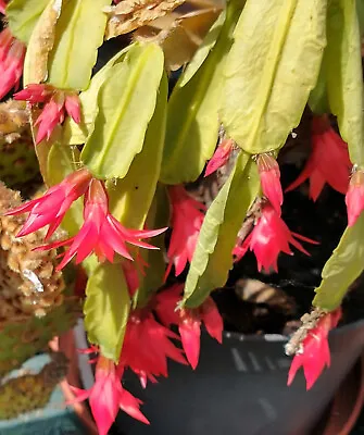 Easter Cactus Red Flowered. Schlumbergera Rhipsalidopsis Rooted Cutting • £3.50