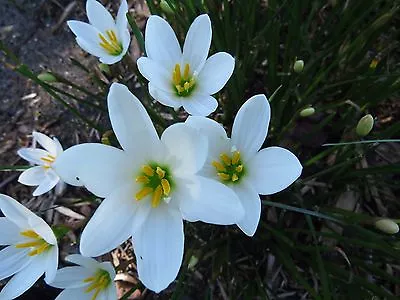 Rain Lily Zephyranthes Candida #02 Wide Petals 6 Bulbs Habranthus • $18