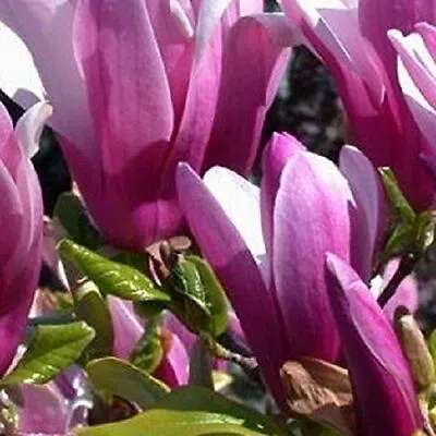 Magnolia Susan Tree Plant Deep Pink Flowers Supplied 25-30cm Tall • £12.99