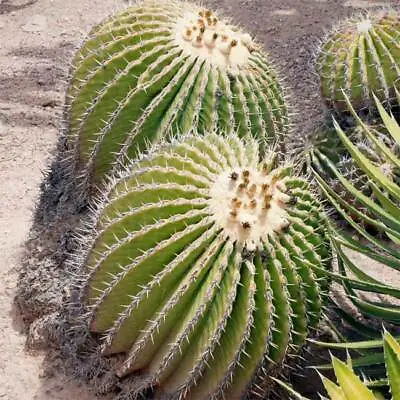 Echinocactus Platyacanthus Seeds 'Giant Barrel Cactus  5 10 Or 50 Seeds • £2.35