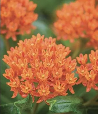 60 Plus Butterfly Milkweed Seeds-Open Pollinated-NON GMO • $2