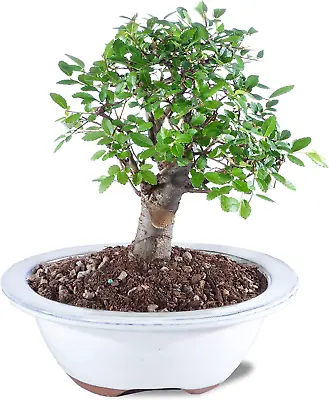 Brussel'S Live Chinese Elm Outdoor Bonsai Tree - 5 Years Old; 6  To 8  Tall With • $67.99
