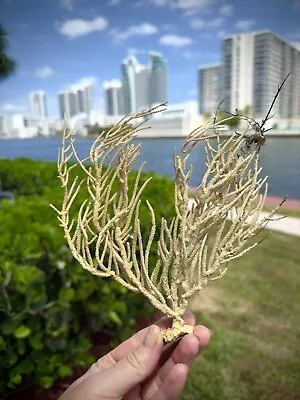 Natural Sea Fan 8” Rusty Coral Tree Branch Coral Beach Decor Sea Souvenir • $16.98