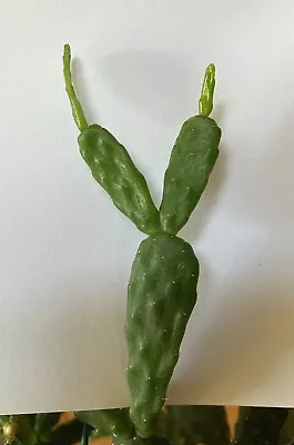 Schlumbergera Opuntioides 'Gerry Enot' - 5 Segment Cutting - Last Offering • $35