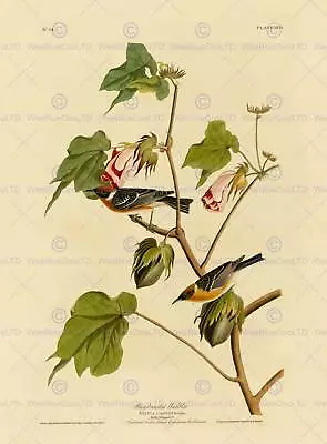 Birds America Audubon Bay Breast Warbler Poster Print Bb12464a • £15.99