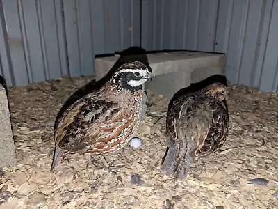 36+ Georgia Giant Bobwhite Quail Fertile Hatching Eggs • $76