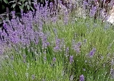 English Lavender Seeds (Stratified - Ready To Sow). • £2.89