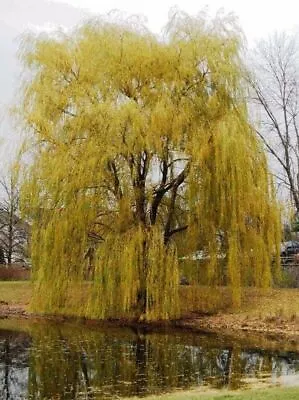 Salix X Sepulcralis Var. Chrysocoma-Golden Weeping Willow Plant In 2 L Pot 3-4ft • £31.85