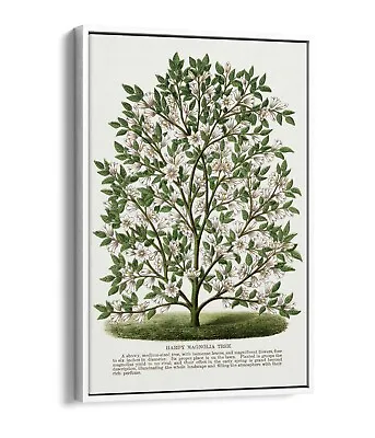 Hardy Magnolia Tree Lithograph -float Effect Canvas Wall Art Print • £34.99