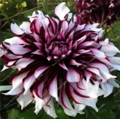 US-Seller Rare Beautiful Perennial Dahlia Flowers Seeds 20PCS • $5.95