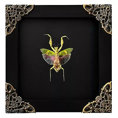 4.7 X4.7  Black Framed Mantis Wall Hanging Decor Real Insect Taxidermy Beetle • $31