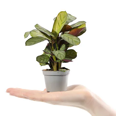 Baby Prayer Plant Maranta Leuconeura Amabilis Mint Indoor Houseplant In 6cm Pot • £8.99