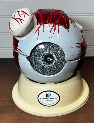 Vintage A.J. Nystom Anatomical Eye Model With Stand Teaching Optometrist • $100