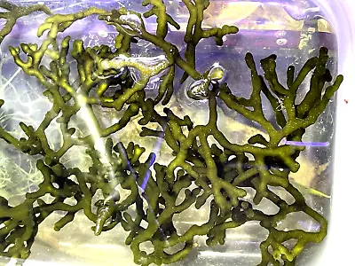 Codium Edule Marine Algae -  Great For Seahorses - Can Help Lower Nitrate • £6.99