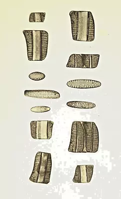 ANTIQUE  Diatom  MICROSCOPE SLIDE  J.A.LONG  13sp   ISTHMIA NERVOSA • $12.43