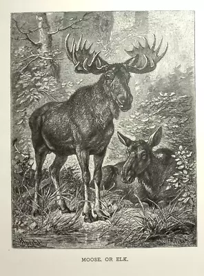 1885 Moose Lithograph Book Plate  Animated Creations Selmar Hess • $19.99