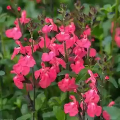 3x Salvia Pluenn Plug Plants Aromatic Sage Perennial Salmon Pink Flowers • £8.95