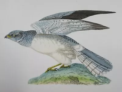 £7.99 • Buy HEN HARRIER Antique Hand Coloured Bird Engraving Plate - C1860 Morris