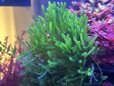 Caulerpa Webbiana Macro Algae / Marine Algae *RARE* • £15