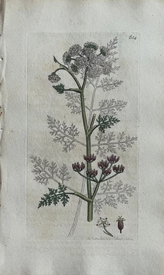 £68.67 • Buy Original Antique Print - Botanical Art Print - James Sowerby - Phellandrium