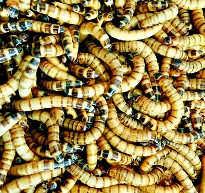 Live Superworms - 50 - 1000 - Large 2 +   Reptile Feeders • $10.99