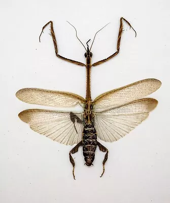 Mantidae -Mantis - Ceratocrania Macra (m) - Cameron Highlands Malaysia (MS60-D) • $14.98