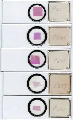 Human Unknown Pathology Microscope Slides By Moeller (A) • $30