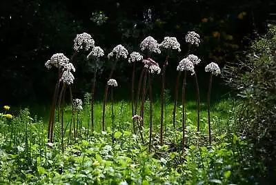 Damera Peltata - Marginal Pond Plants  - Pond Plants - Water Plants - Bog Pla... • £10.13